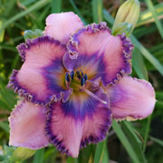 Spacecoast Brain Teaser Daylily